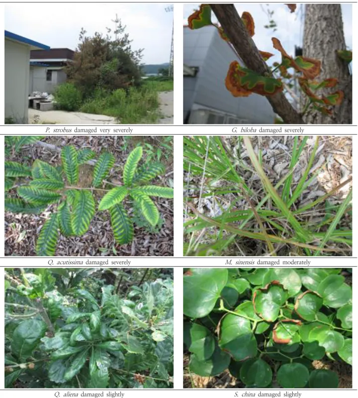 Fig.  3.  Photos  showing  the  visible  damage  shown  on  leaves  of  plant  species  appeared  around  the  spot  where  hydrofluoric  acid  is  released