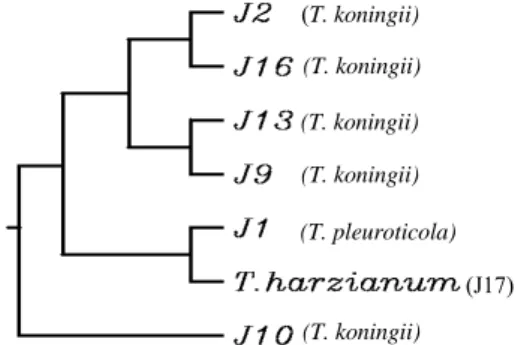 Fig. 1. Phylogenetic dendrogram generated from analysis of  ITS rDNA sequence of Trichoderma spp.