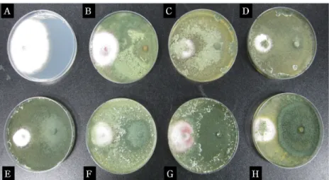 Fig. 3. Hyperparasitical activity of Trichoderma sp. against wilt disease by dual culture method