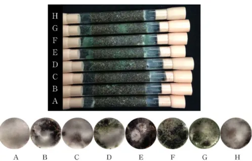 Fig. 4. Dual cultures of Trichoderma species and fusarium wilt on substrate at 25 . Left: Trichoderma sp., Right: Fusarium  wilt