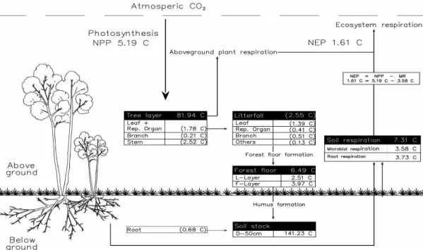Fig. 4. Compartment model showing the distribution and flow organic carbon of the Quercus mongolica forest in the study area Box: standing carbon (ton C ㏊ -1 ), arrow: flux (ton C ㏊ -1 yr -1 )