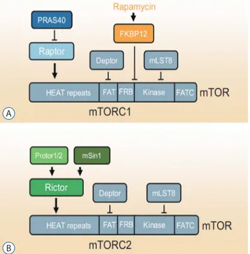 Fig. 1.  mTORC1 and mTORC2. A : The components of mTORC1 and  respective binding site on mTOR