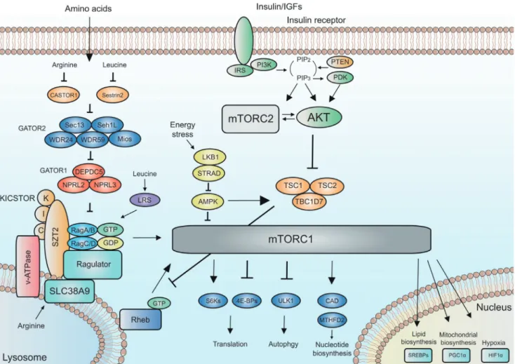 Fig. 2.  Upstream and downstream of mTORC1 and mTORC2. The signaling network of mTORC1 and mTORC2
