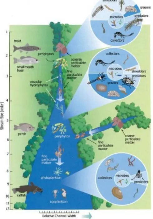 Fig. 2. River continuum concept (Vannote et al., 1980)