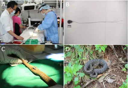 Fig.  1.  Radio  transmitter(s)  being  surgically  implanted  to  the  Red-tongue  viper  snake(Gloydius  ussuriensis)  and  the  Short-tailed  viper  snake(Gloydius  saxatilis)  captured  in  the  field