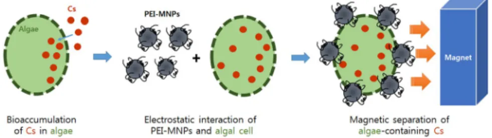 Figure 1.  Overall process for removal of radioactive Cs via bioaccumulation by microalgae and magnetic 