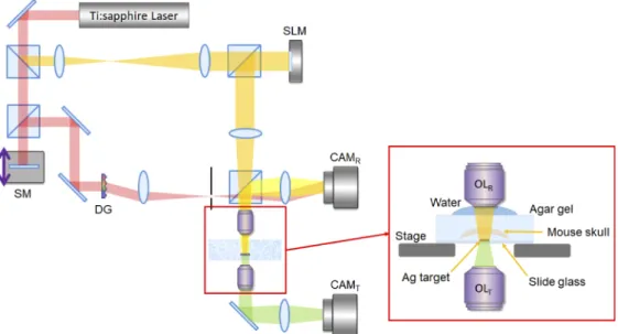 Fig. 1. Experimental schematic of the time-gated iterative phase conjugation. Light source: Ti:sapphire laser, SLM: spatial light modulator, OL R and OL T : objective lenses for reflection