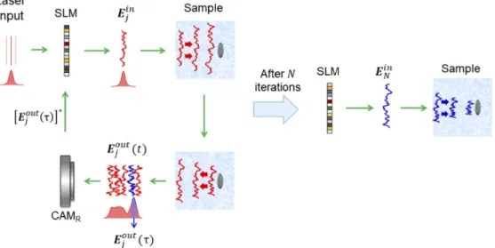 Fig. 2. Workflow of the time-gated iterative phase conjugation process. The green arrows indicate the flow of the process