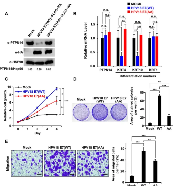 Fig 6. HPV18 E7 relies on interaction with PTPN14 to promote keratinocyte proliferation and migration