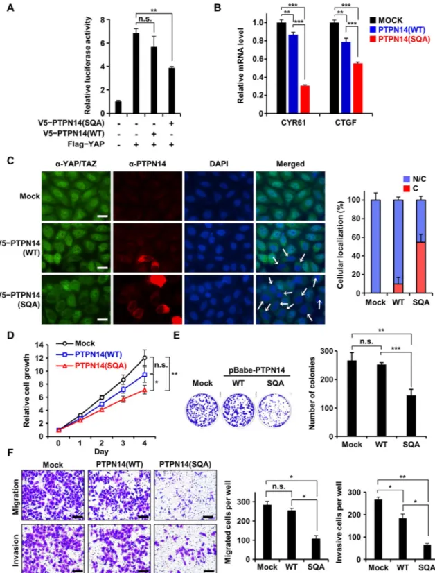 Fig 7. Tumor-suppressive activity of PTPN14 was recovered in HeLa cells by disrupting interaction with HPV18 E7