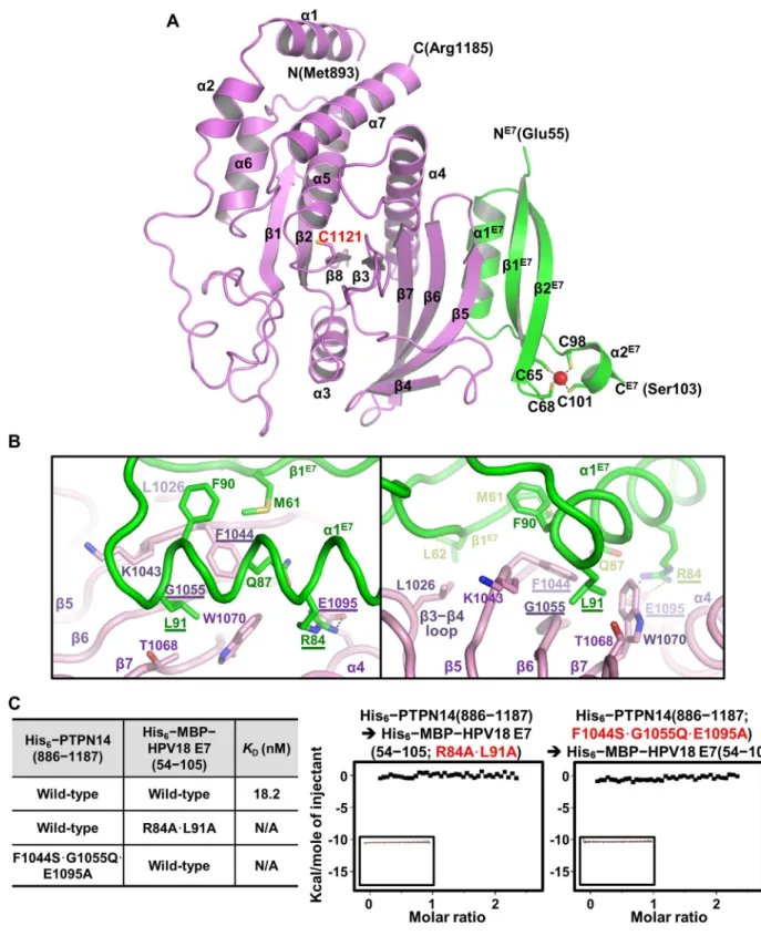 Fig 2. Crystal structure of the PTPN14–HPV18 E7 complex. (A) Crystal structure of the complex
