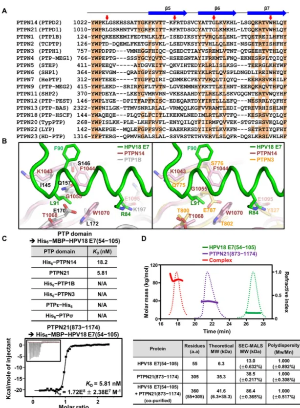 Fig 4. Analysis of the binding specificity of HPV18 E7 to PTP proteins. (A) Sequence alignment