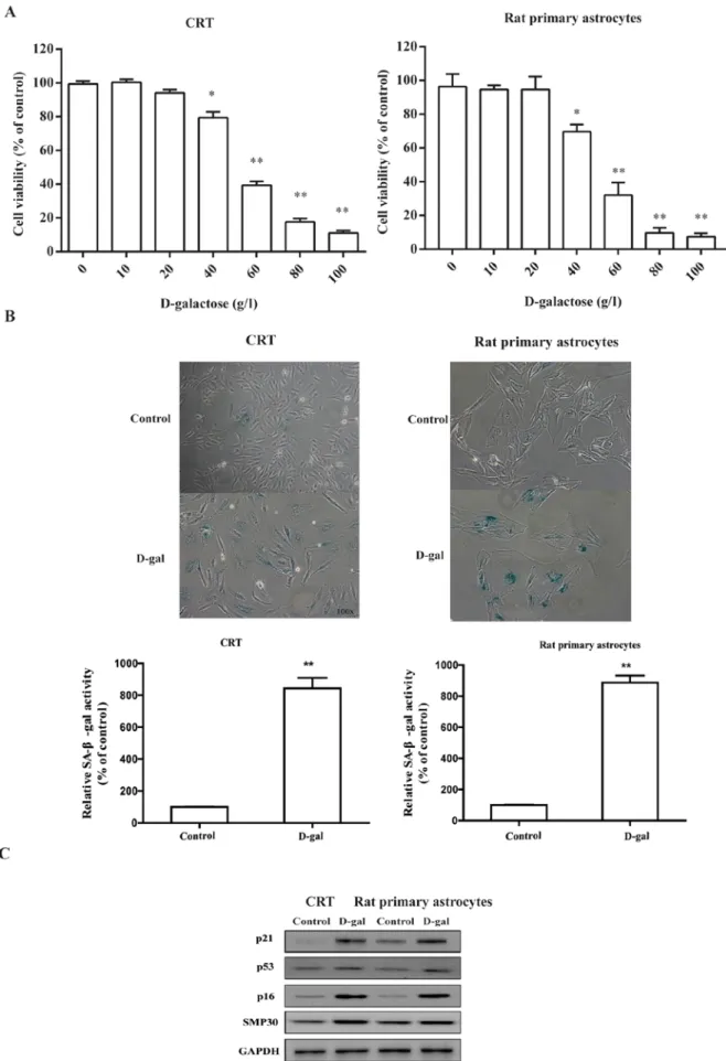 Figure 1. d-gal treatment suppresses cell viability and induces cellular senescence of astrocytic crT cells and rat primary astrocytes