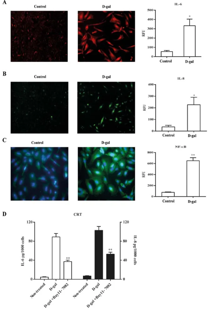 Figure 2. D‑gal treatment induces the SASP of astrocytic CRT cells. (A) Intracellular levels of IL‑6 were identified and assessed by immunofluorescence  (magnification, x100)