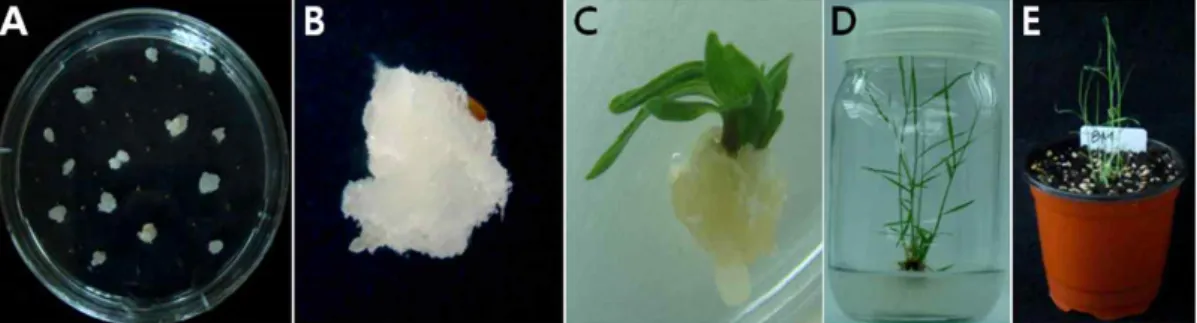Fig. 2. Effect  of  different  carbon  sources  on  callus  formation  and  plant  regener-  ation  from  mature  seed  culture  of  bermudagrass (Cynodon  dactylon).