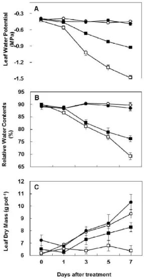 Fig. 1. Changes  in  leaf  water  potential (A),  relative  water  content (B)  and  leaf  dry  mass  (C)  in  the  leaves  of  white  clover  inoculated (AM)  and  not  inoculated  with  G