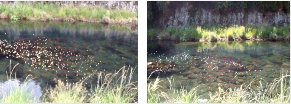 Fig. 11. Result of  velocity vector in Gangjung-Strem using Surface Image Velocimeter (SIV).