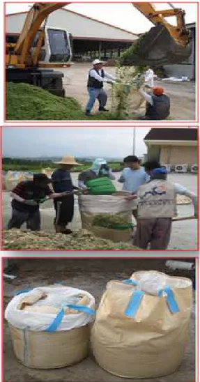 Fig. 1. Manufacturing  of  corn  silage  using  gunny  bag.