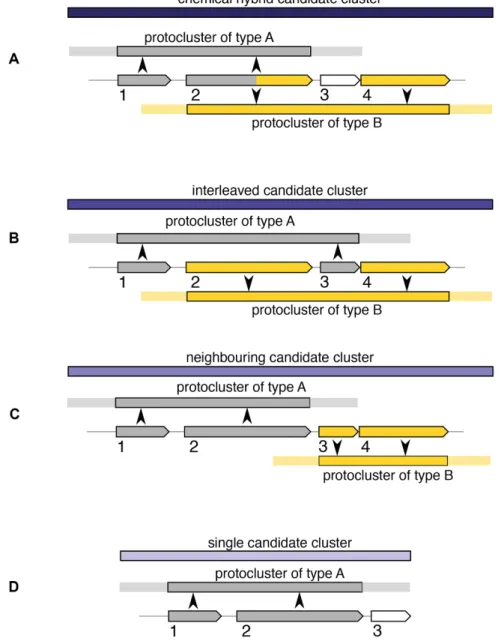 Figure 1. Candidate cluster types. 1,2,3,4: Grey /yellow: gene involved in protocluster A/B