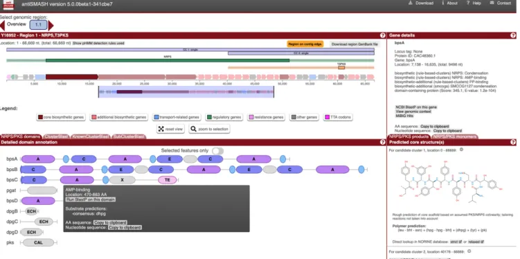 Figure 2. Screenshot of the antiSMASH 5 user interface (example: NCBI-acc: Y16952; balhimycin BGC)