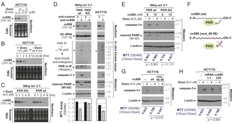 Fig. 2. nc886 ’s role in the PKR-mediated cytotoxic effect upon doxorubicin treatment