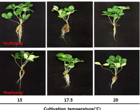 Fig. 1. Changes in growth as affected by cultivation temperature of strawberry plants at 30 days after transplanting.