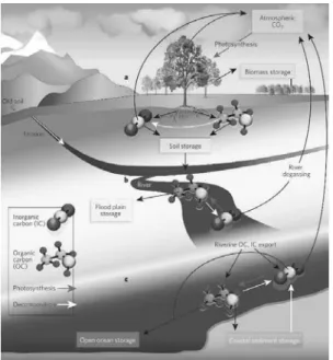 Fig.  1  Rivers  and  the  carbon  cycle (Raymond  2005). 이러한  연구결과는  탄소  순환고리(Fig.  1)를  통 해서도  확인  할  수  있다(Raymond  2005)
