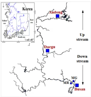Fig. 1. Sampling sites in downstream of Nakdong River  (MG: Mulgum, MR: Maeri).