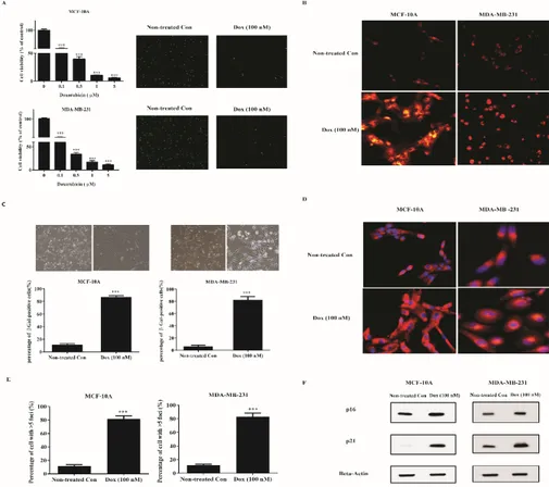 Figure 1. Doxorubicin induces senescence of breast normal and cancer cells. (A) MDA-MB-231 cells  and MCF-10A cells were treated with indicated doses of doxorubicin for 72 h