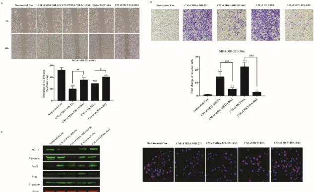 Figure 3. Rh2 inhibited SASPs-induced migration and invasion of breast cell lines. (A) MDA-MB-231 