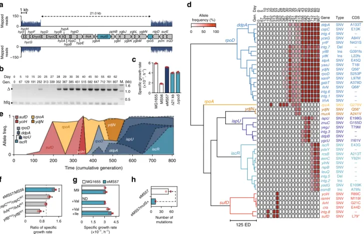 Fig. 2 Whole-genome resequencing of adaptive laboratory evolution (ALE) experiment. a Spontaneous large deletion in eMS57 spanning 21 kb including 21 genes