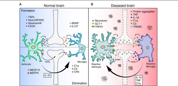 FIGURE 1 | Mis-regulation of glial function can lead to synapse loss in neurodegenerative diseases