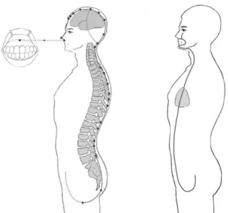 Fig.  2.  임맥의  유주도(대학경락경혈학). 8)Fig.  1.  턱관절을  중심한  독맥의  유주도(독맥  제1노선과  제4노선).8)　다른 하나는 하복부에서 기시하여 直上하여 臍를 통과해서 上向하여 심장으로 連貫되고, 喉部로 진입하여 위로 턱에 이르며 口脣을 돌아 眼의 하부 중앙부위에 이르게 됨으로서 상하로 작용하게 됨을 알 수 있다.≪素問ㆍ骨空論≫6): “督脉者……其少腹直上者, 貫臍中央, 上貫心, 入喉, 上頤, 環脣, 上繫兩目之下中央.”≪十四