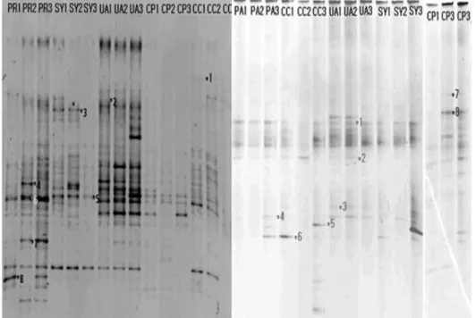 Fig.  2.  A  Comparison  of  DGGE  profile  generated  from  5  lakes  of  North-Han  River  system  in  September(left)  and  November  2008(right)