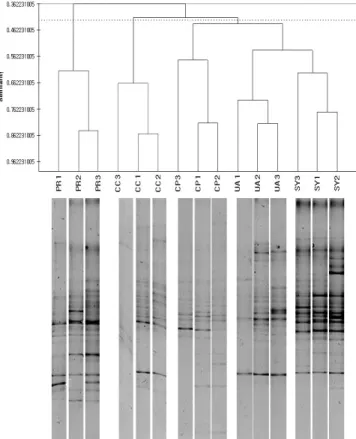 Fig.  3.  Cluster  analysis  on  plankton  community  of  5  lakes  of  North-Han  River  system  in  September  2008  (PR1,  Paro  site1;  PR2,  Paro  site2;  PR3,  Paro  site3;  SY1,  Soyang  site1;  SY2,  Soyang  site2;  SY3,  Soyang  site3;  UA1,  Uiam