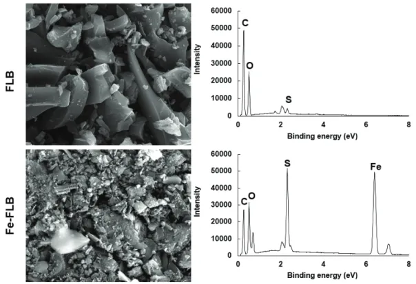 Fig. 1. Micrographs and element composition of FLB and Fe-FLB using SEM-EDS. SEM-EDS을 이용하여 FLB와 Fe-FLB의 표면구조 및 원 소분포  특성을  관찰한  결과는  Fig
