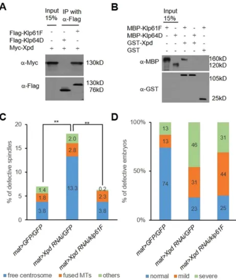 Fig. 5. Genetic and physical interaction between Klp61F and Xpd. (A) Co-immunoprecipitation of Klp61F and Xpd from S2 cells transfected with Flag –Klp64D (lane 2) or Flag-Klp61F (lane 3) and Myc –Xpd