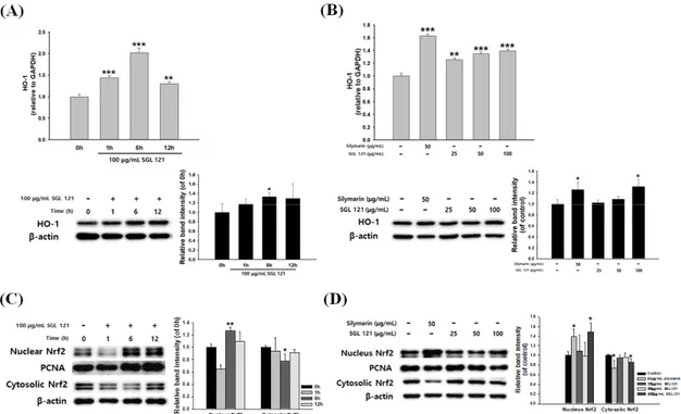 Figure 7. Effects of SGL 121 on HO-1 expression and Nrf2 nuclear translocation in HepG2 Cells