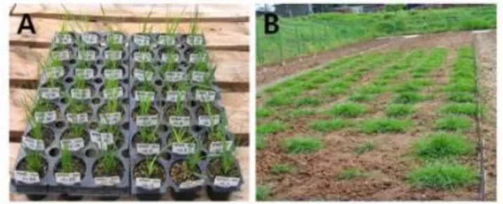 Fig. 1. Different developmental stages of transgenic  creeping bentgrass through via Agrobacterium-  mediated transformation; A, Phenotypes of the  p35S-EPSPS-B (TP) transgenic creeping bentgrass plants under normal growth condition.; B, Field  performance