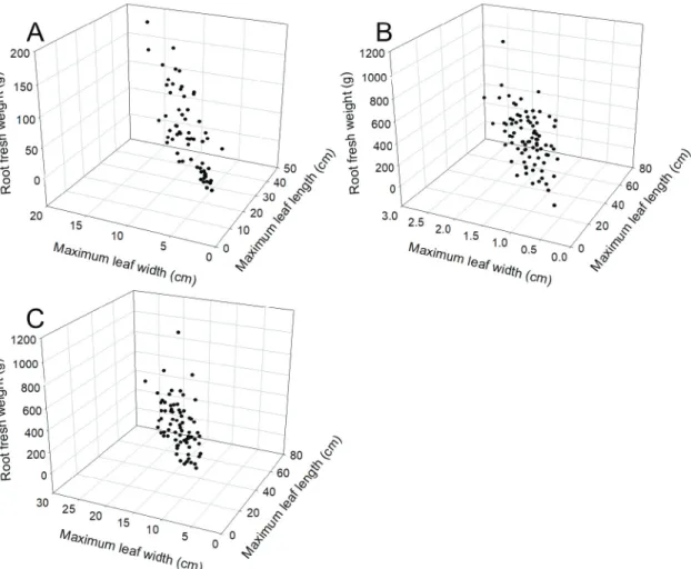 Fig. 1. Relationships among maximum leaf length, maximum leaf width, and root fresh weight of red beet (A), sugar  beet  (B), and turnip  (C).