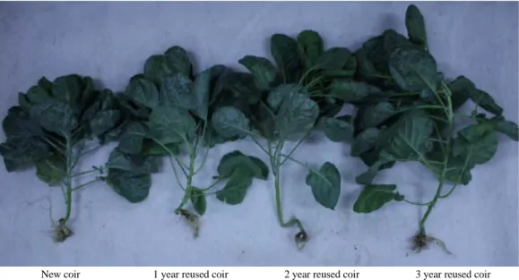 Table 7. The effect of reused coir substrates on number leaves, leaf area, fresh weight and dry weight of Korean cabbage  plants at 30 days and 60 days after transplanting
