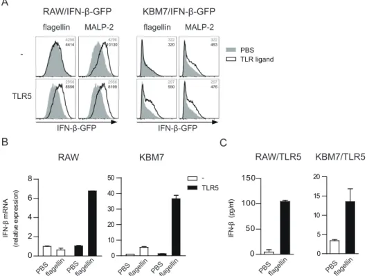 Fig. 1. Flagellin induces TLR5-dependent IFN- β production in mouse and human cell lines