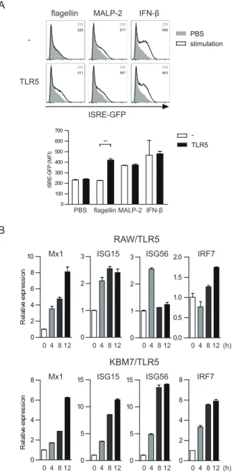Fig. 2. Flagellin promotes type I IFN receptor signaling in a  TLR5-dependent manner.  (A) KBM7/ISRE-GFP cells expressing  or not expressing TLR5 were stimulated with flagellin (100 ng/ ml), MALP-2 (100 ng/ml), or IFN-β (20 U/ml) for 12 h and GFP  expressi