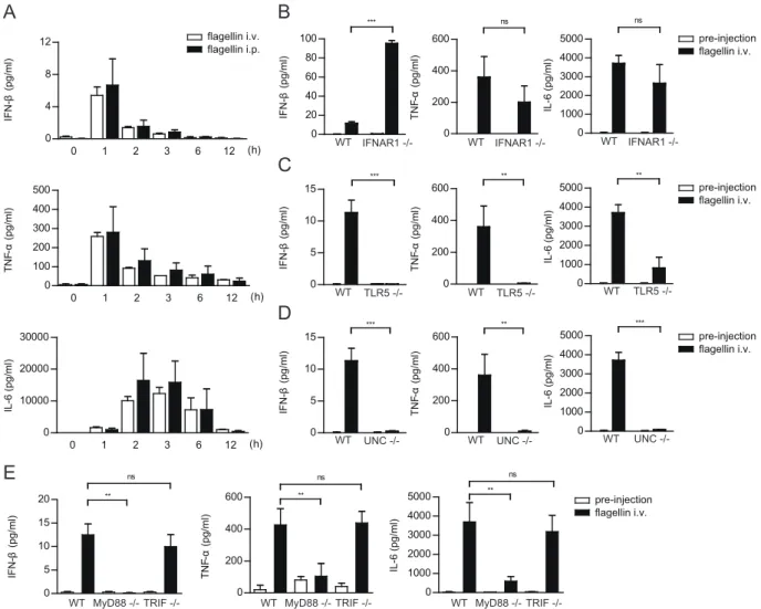 Fig. 4. Flagellin induces IFN- β production in a TLR5- and MyD88-dependent manner  in vivo