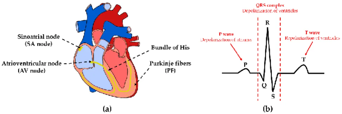 Figure 1. (a) Heart conduction system and (b) electrocardiogram (ECG) waveform.  2.2. System Configuration 