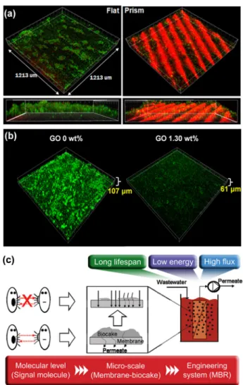 Fig. 4 a Confocal laser scanning microscopy (CLSM) images of a bio ﬁlm layer formed on the ﬂat (left) and prism-patterned (right) membranes after 2 h ﬁltration of the mixed liquor taken from an MBR at a cross- ﬂow rate of 0.05 m s −1 (Reynolds number ≈1100