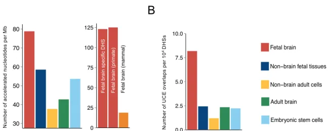 Fig. 2. Enrichment of evolutionary signatures in DHS sequences.  (A) The frequency of human-accelerated (P  < 5.0 × 10 -4