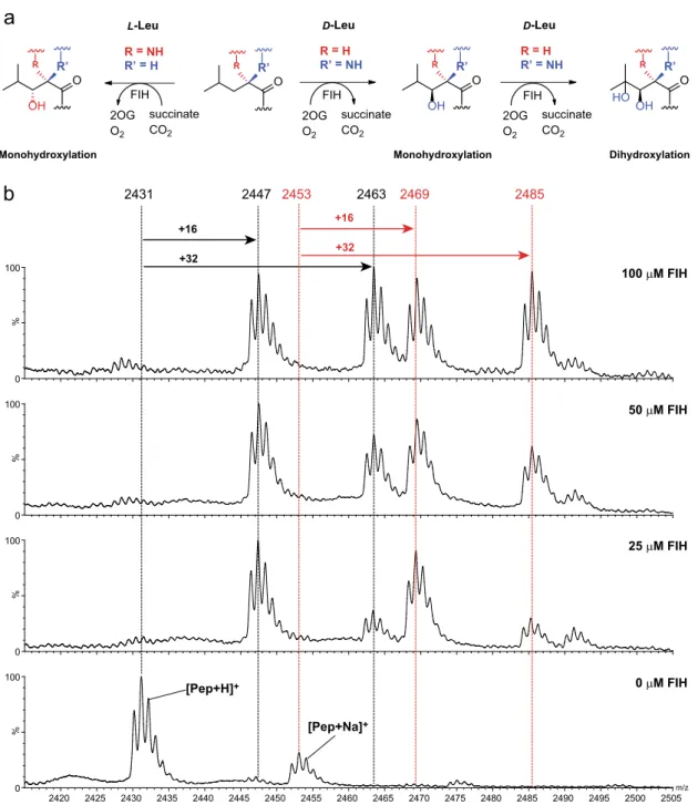 Figure 3b shows calculated structures for FIH complexed with a ‘truncated’ (D)-leucine substrate model (i.e., with an  N-methylated amino and C-terminal methyl ketone, referred to as (D)-Leu) (SDR), the mono-hydroxylated product model (SDP), and the calcul