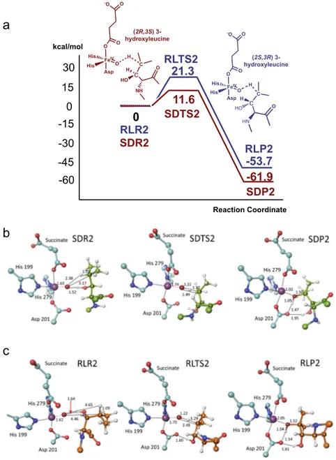Fig. 4 Mechanistic insights into the second FIH-catalysed hydroxylation of ( D)-leucine