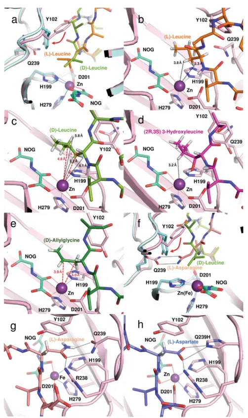 Fig. 6 Superposition of views from crystal structures of FIH in complex with consensus ankyrin sequence peptides